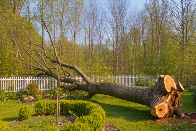 Quand faut-il abattre un arbre ? Signes, risques et solutions