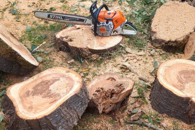 Abattage d’arbres