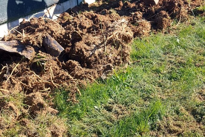 Enlèvement de souche